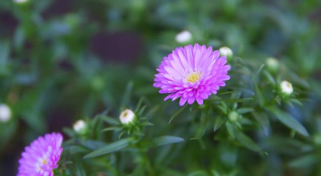 Glattblatt Aster - Einpflanzen im Garten