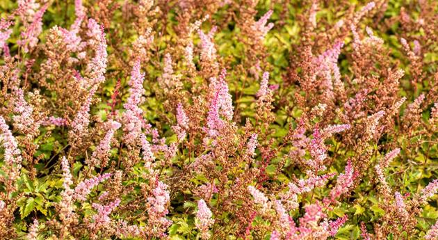 Astilbe chinensis var. taquetii