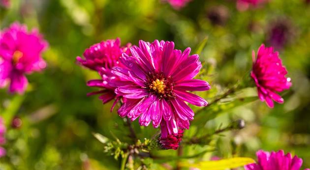 Aster novi-belgii 'Crimson Brocade'