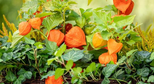 Herbstdeko - Bepflanzter Balkonkasten mit Physalis