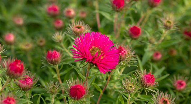 Aster novae-angliae 'Alma Pötschke'