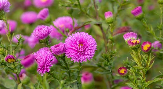 Aster novi-belgii 'Patricia Ballard'