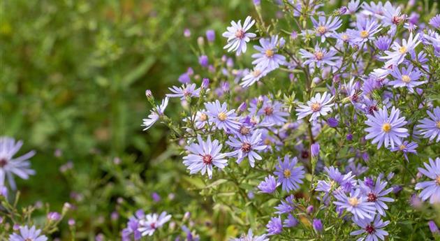 Aster cordifolius 'Little Carlow'