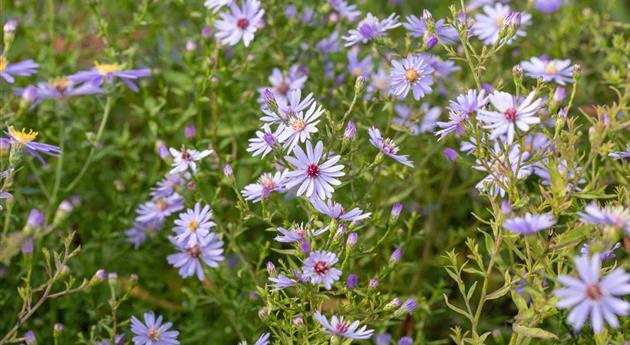 Aster cordifolius 'Blütenregen'