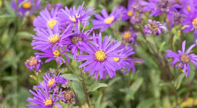 Aster amellus 'Veilchenkönigin'