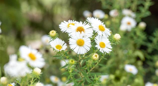 Aster novae-angliae 'Herbstschnee'