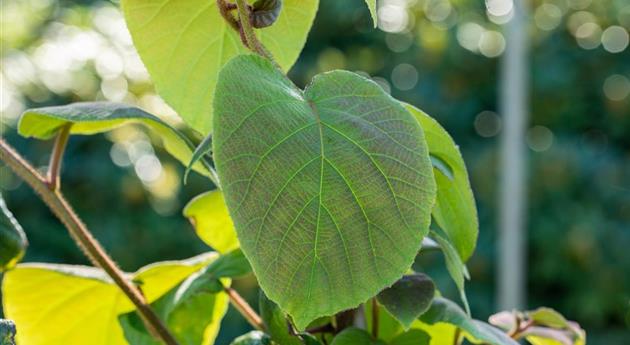 Actinidia chinensis 'Tomuri'