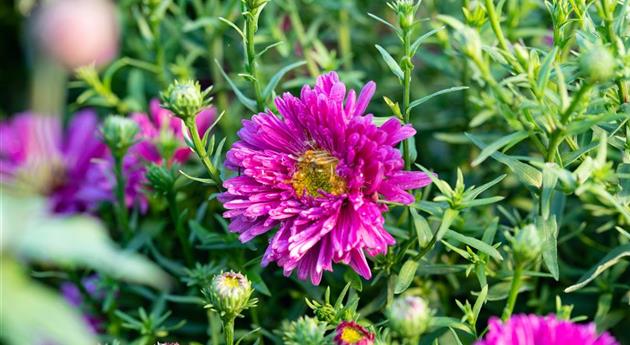 Aster dumosus 'Jenny'