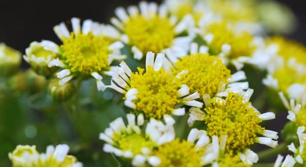 Pazifik-Margerite - Einpflanzen im Garten