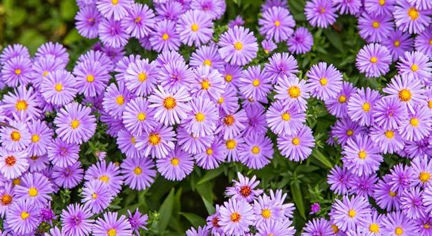 Aster dumosus 'Herbstpurzel'