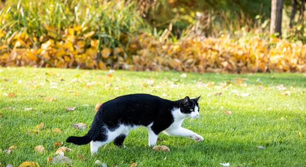 Katze im Garten