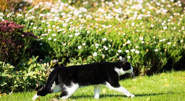 Katze im Garten