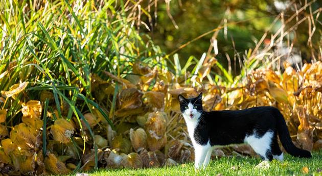 Katze im Garten