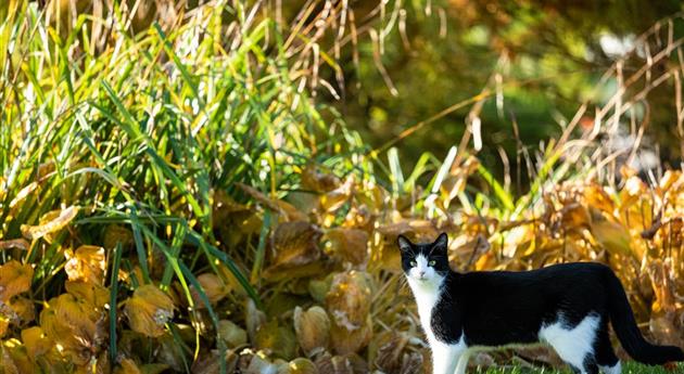 Katze im Garten