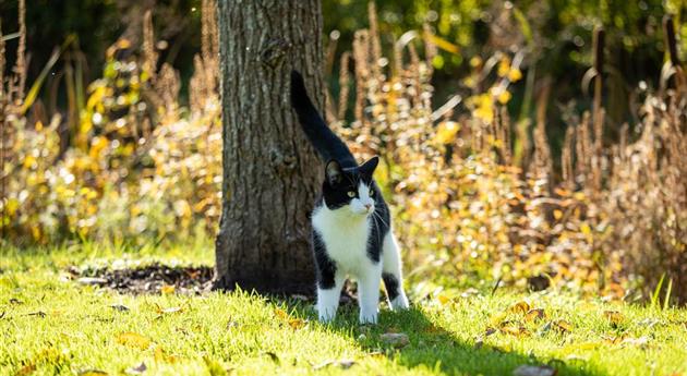 Katze im Garten