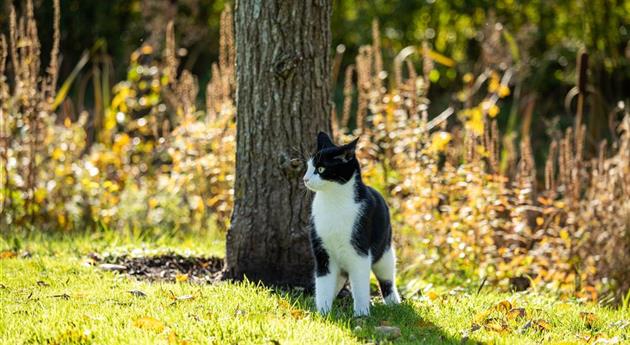 Katze im Garten