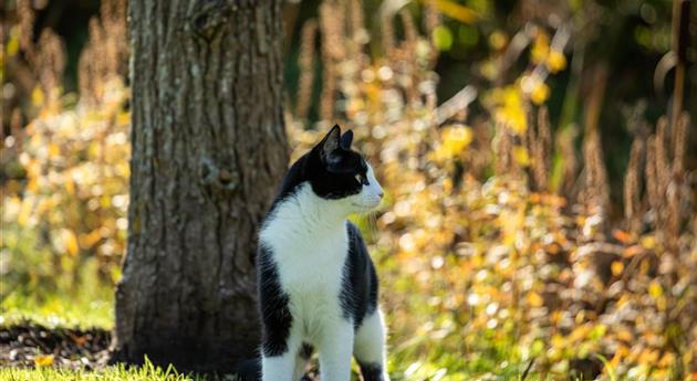 Katze im Garten