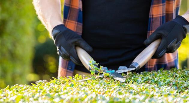 Tipps für den perfekten Rückschnitt im Herbst