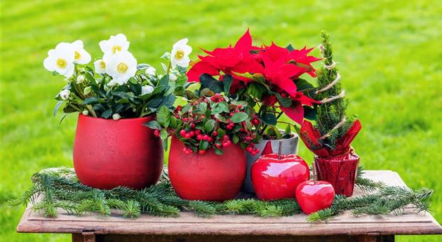 Mit den besten Pflanzen zu Weihnachten festliche Stimmung schaffen