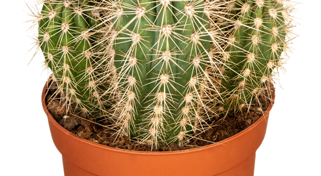 Cereus pringlei