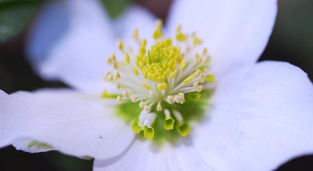 Christrose - Einpflanzen im Garten