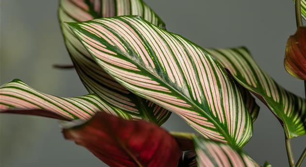 Calathea ornata