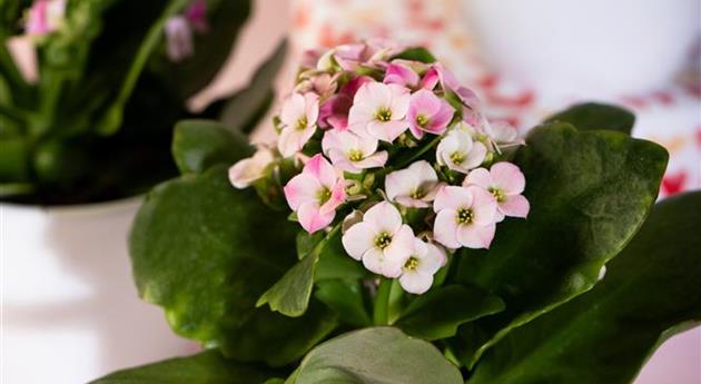 Valentinstag - Kalanchoe mit Deko