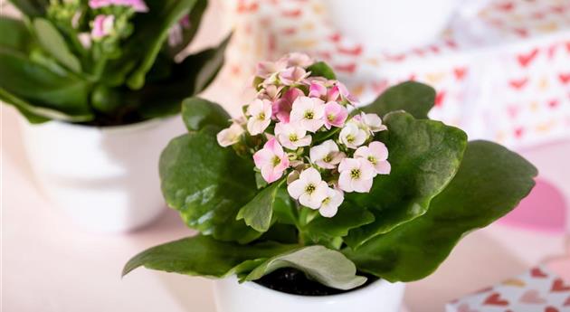 Valentinstag - Kalanchoe mit Deko