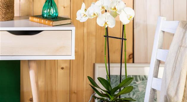 Tipps für eine traumhafte Raumgestaltung mit Orchideen