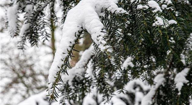 Konifere im Schnee