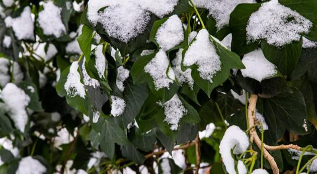 Efeu im Schnee