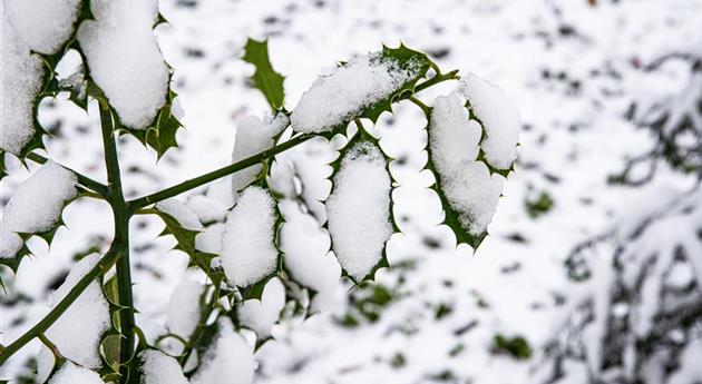 Stechpalme im Schnee