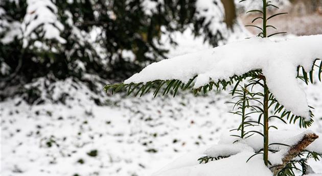 Konifere im Schnee