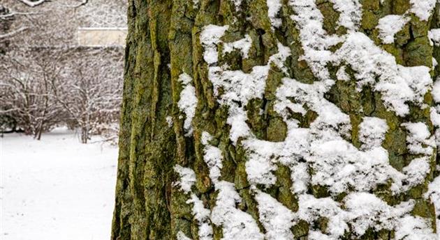 Baumrinde mit Schnee