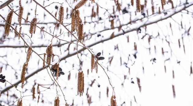 Erlenkätzchen im Schnee