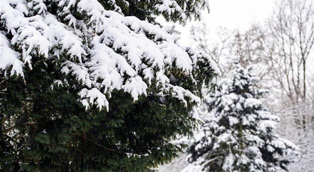 Koniferen im Schnee