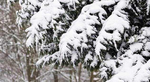 Konifere im Schnee