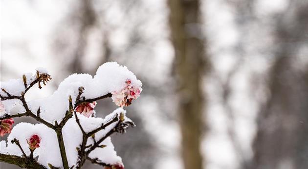 Winterschneeball im Schnee