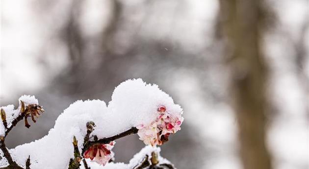 Winterschneeball im Schnee