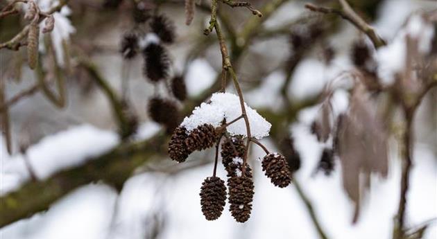 Erlenkätzchen im Schnee