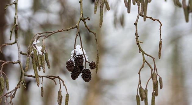 Erlenkätzchen im Schnee