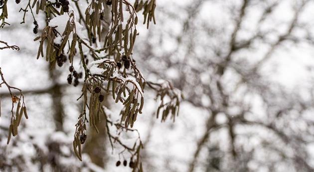 Erlenkätzchen im Schnee