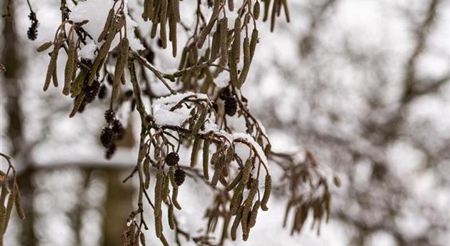 Erlenkätzchen im Schnee