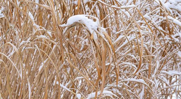 Gräser im Schnee