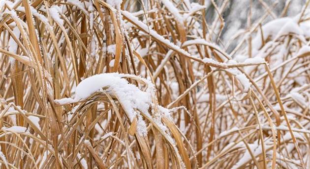 Gräser im Schnee