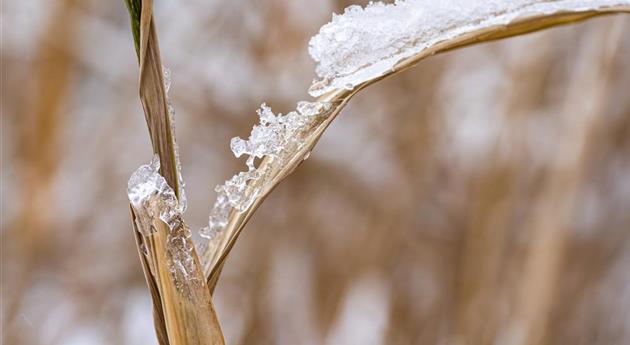 Grashalm im Schnee