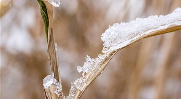 Grashalm im Schnee