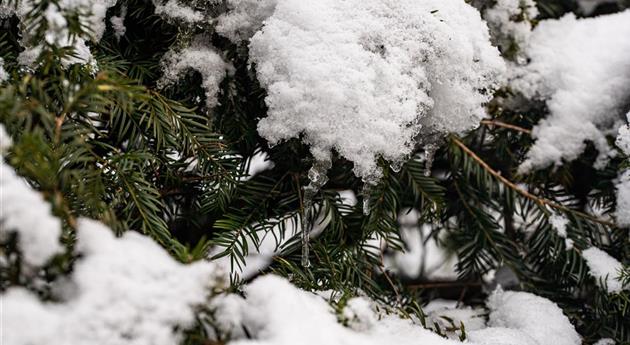 Koniferenzweige im Schnee