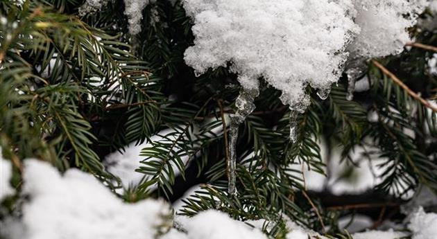 Koniferenzweige im Schnee