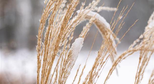 Gräser im Schnee